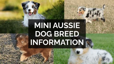 mini aussie dog breed information youtube