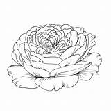 Uncool Rosebud Botany Isolation раскраски категории из все sketch template