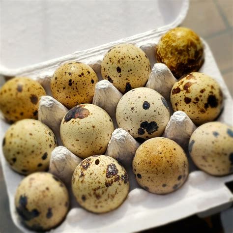 Hard Boiled Quail Eggs – Never Free Farm