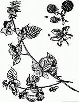 Blackberry Coloring Pages Getdrawings Plant Drawing sketch template