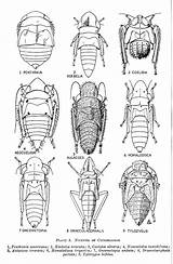 Cicadellidae Leafhopper Immature Family Nymphs Nymph sketch template