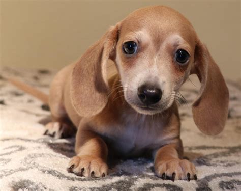 miniature black dachshund puppies  sale picture