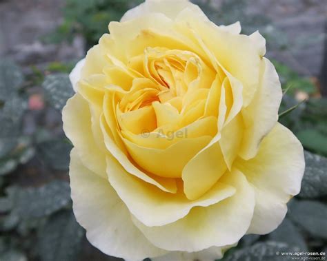 france info floribunda rose buy  agel rosen
