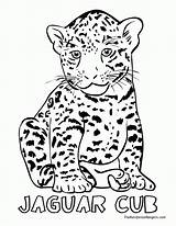 Jaguar Ausmalbilder Ausmalbild Rainforest Tiere Kategorien Feedio Tierbilder sketch template