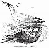 Gannets Coloring Clipart Morus Sulidae Designlooter Immature Bassanus Northern Adult Converted Engraving Old Clipground sketch template