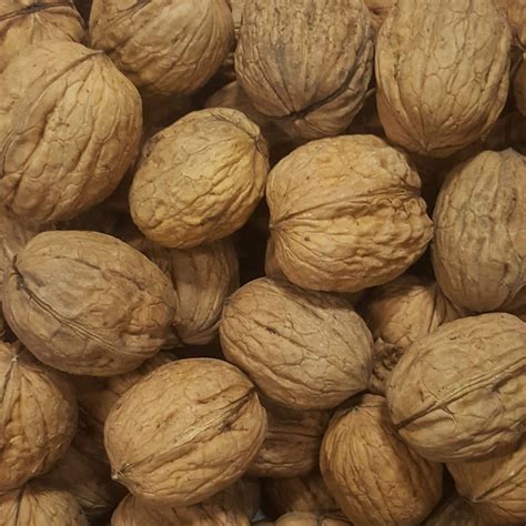 victorian walnuts  shell buy nuts  shell  premiumnutcom