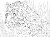 Jaguar Giaguaro Colorir Supercoloring Stampare Mandala Imprimir Retrato sketch template