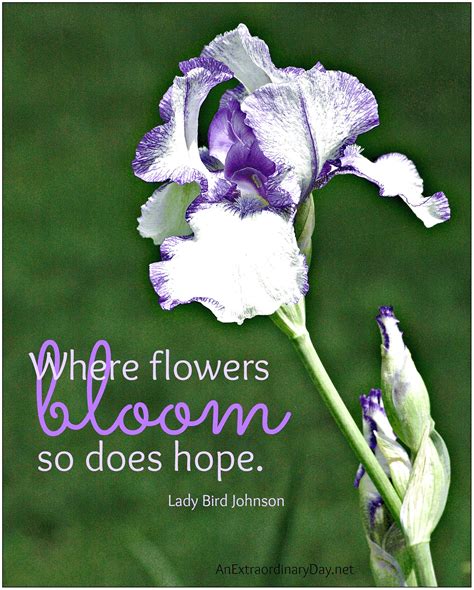 quotes  flowers  quotes