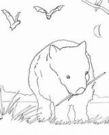 Wombat Coloring Caroline Arnold Books Drawing Designlooter Getdrawings 25kb sketch template