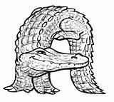 Alligator Coloring Alphabet Read Pages Flickr Bobcat sketch template