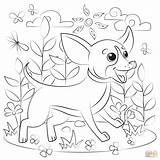 Chihuahua Sombrero Supercoloring Categories sketch template