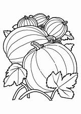 Toamna Colorat Desene Melon Planse Coloriage Calabazas Hugolescargot Coloriages Melons Alimentos Colorier Colorare Hugo Légumes Enregistrée sketch template