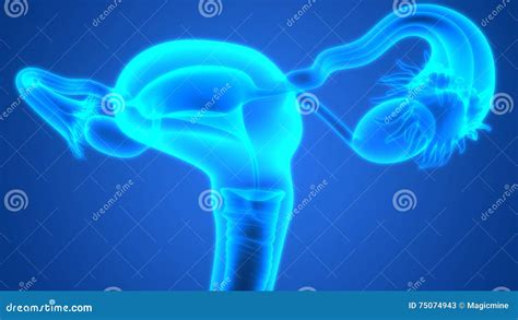 anatomia dellapparato genitale femminile illustrazione  stock illustrazione  ovulazione
