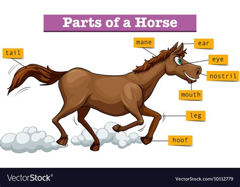 diagram showing parts  horse royalty  vector image