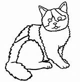 Kolorowanki Shorthair Domowe Calico Zwierzęta Zwierzeta Koty Brytyjski Dzieci sketch template