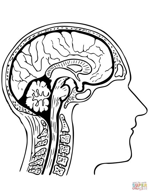 human brain coloring page  anatomy category select