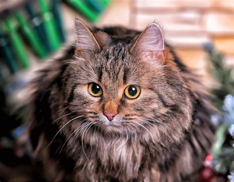 beautiful fluffy brown cat stock image image  hair