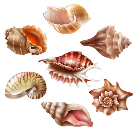 realistic seashell set  vector art  vecteezy
