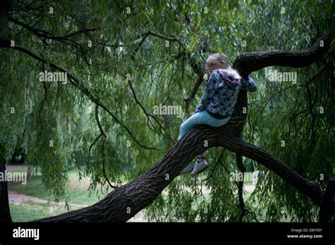 ein mädchen sitzt auf einem ast eines alten baumes ungarn