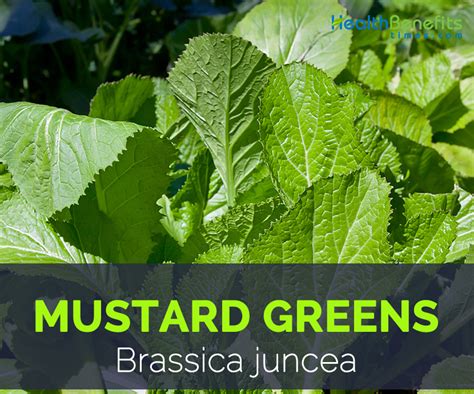mustard greens health benefits  nutritional