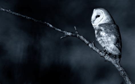 scary owl sitting on the dry branch in a black background ~ dream wallpapers