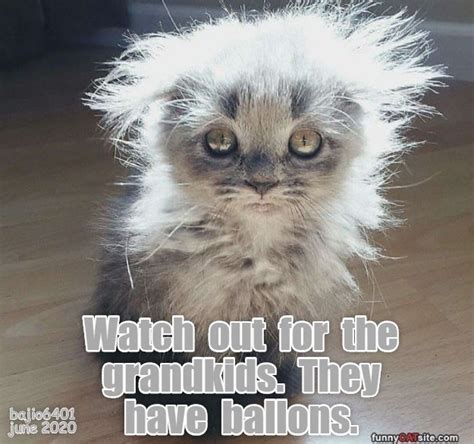 and they re not afraid to use them lolcats lol cat memes funny