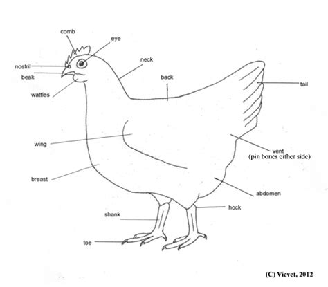 vicvet chicken husbandry