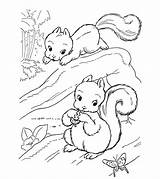 Squirrel Eekhoorntjes Schattige Eekhoorn Topkleurplaat Kleurplaten sketch template