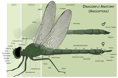 Illustration Of Male And Female Dragonfly Anatomy With