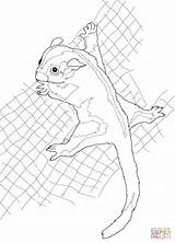 Sugar Glider Coloring Pages Possum Drawing Printable Beanie Boo Clipart Cliparts Supercoloring Getdrawings Color Drawings Colorings Paper Library Getcolorings Categories sketch template