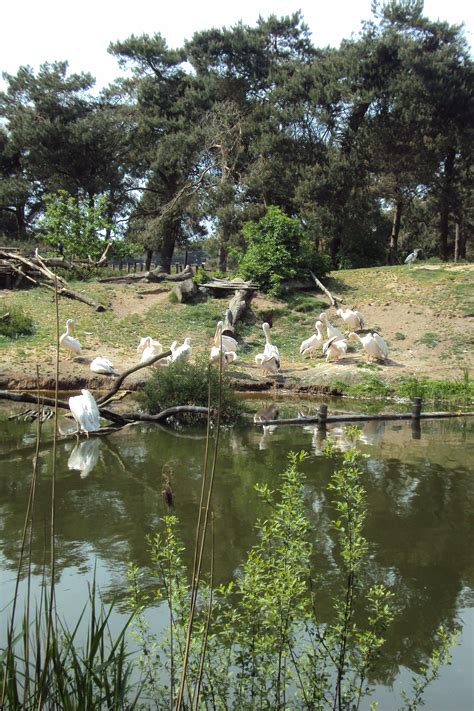 safaripark beekse bergen    foto angela kuckartz zoo animals dutch