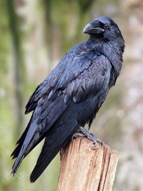 raven common ravens  smart    dangerous predators