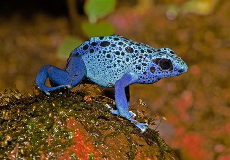 colourful frog species facts  attractive amphibians owlcation