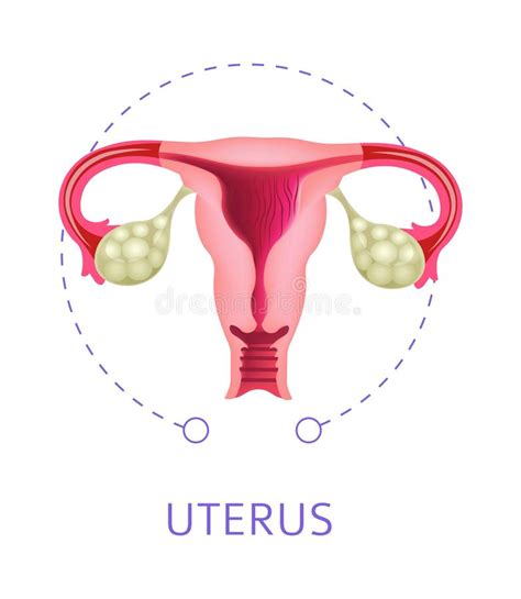 reproductive anatomy stock vector illustration of fertilization 44834385