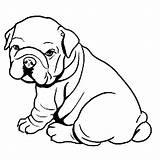 Puppy Bulldog Fat Coloring Pages Printable Dog Categories sketch template