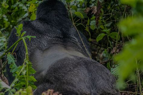 silverback gorillas virunga national park