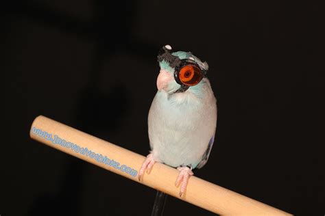 obi  parrotlet wearing protective goggles credit eric gutierrez  scarcely unmistakable
