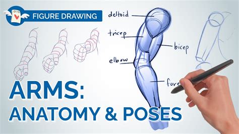 mastering arms  figure drawing  anatomy  foreshortening