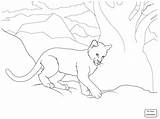 Cougar Drawing Easy Line Getdrawings Lion Mountain Baby sketch template