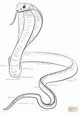 Cobras Medusa Naja Kobra Serpiente Schlange Supercoloring Serpente Simple Lizards Schlangen Alligators Malen Ausmalbild Ideen Parentune Realistas Ilustrações Coloridos Caras sketch template