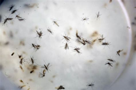 first case of zika spread through female to male sex in nyc the