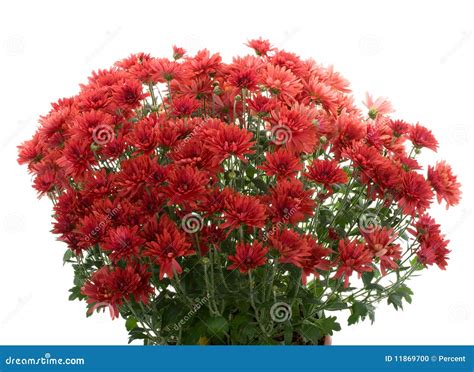 de bloemen van de chrysant stock foto image  nave