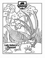 Pheasant Amherst Amhersts sketch template