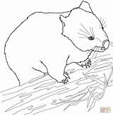 Wombat Wombats Wallaby Cartoon Dentistmitcham Coloriages Animaux sketch template