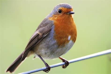 robin  life  animals