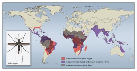 dengue  yellow fever challenges   development    vaccines nejm