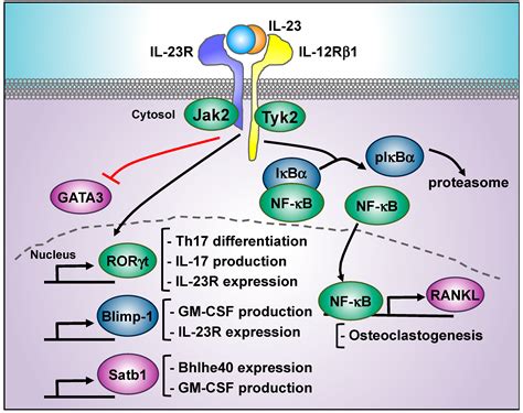 cells  full text decoding il  signaling cascade