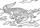 Crocodile Crocodiles Terrifying sketch template
