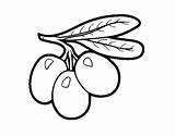Olive Coloring Branch Coloringcrew Fruits sketch template