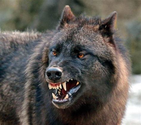 pin by lon buck on wolves lobos lobos negros perro lobo